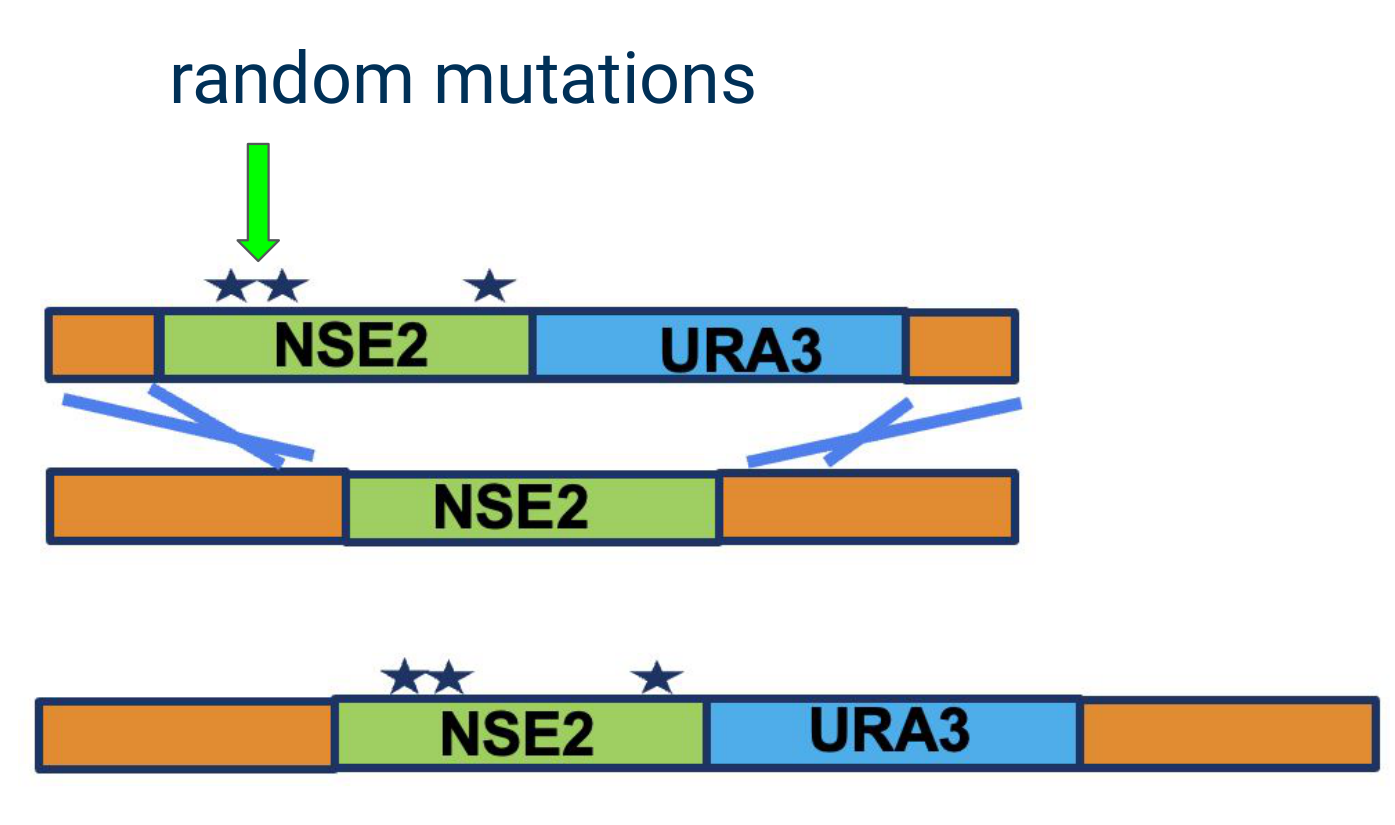 NSE2 random mutagenesis and URA3-marked homologous replacement workflow