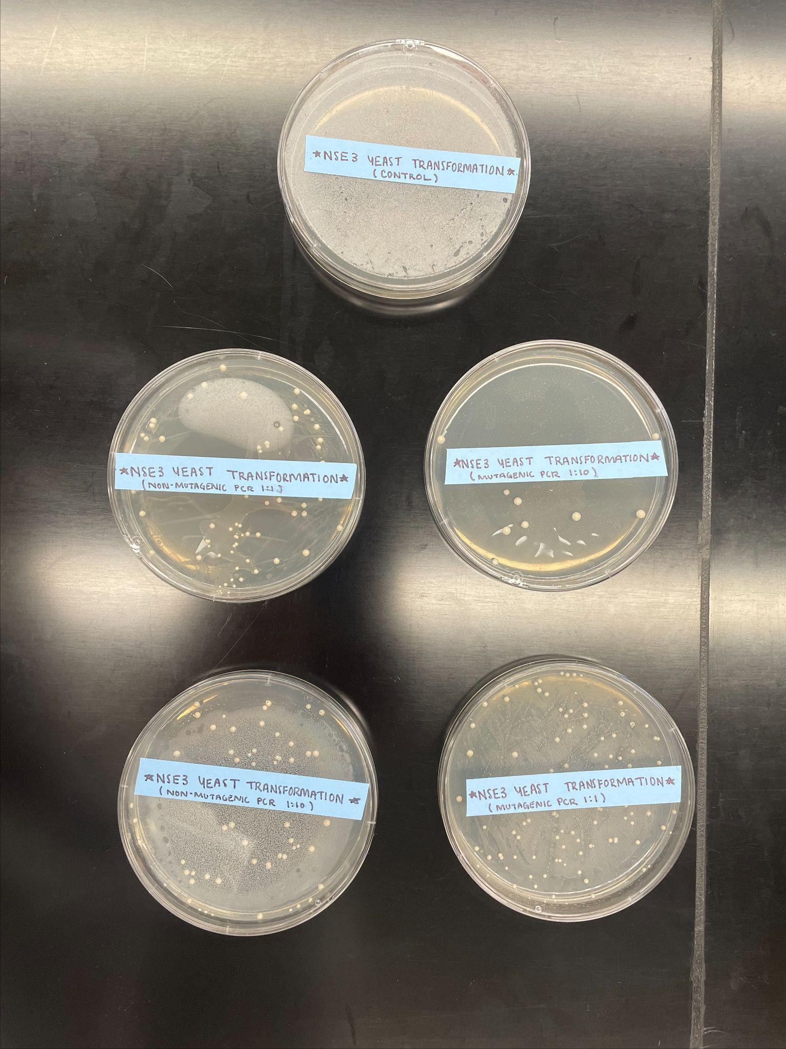 NSE3 yeast transformation plates: Control, non-mutagenic PCR, and mutagenic PCR conditions