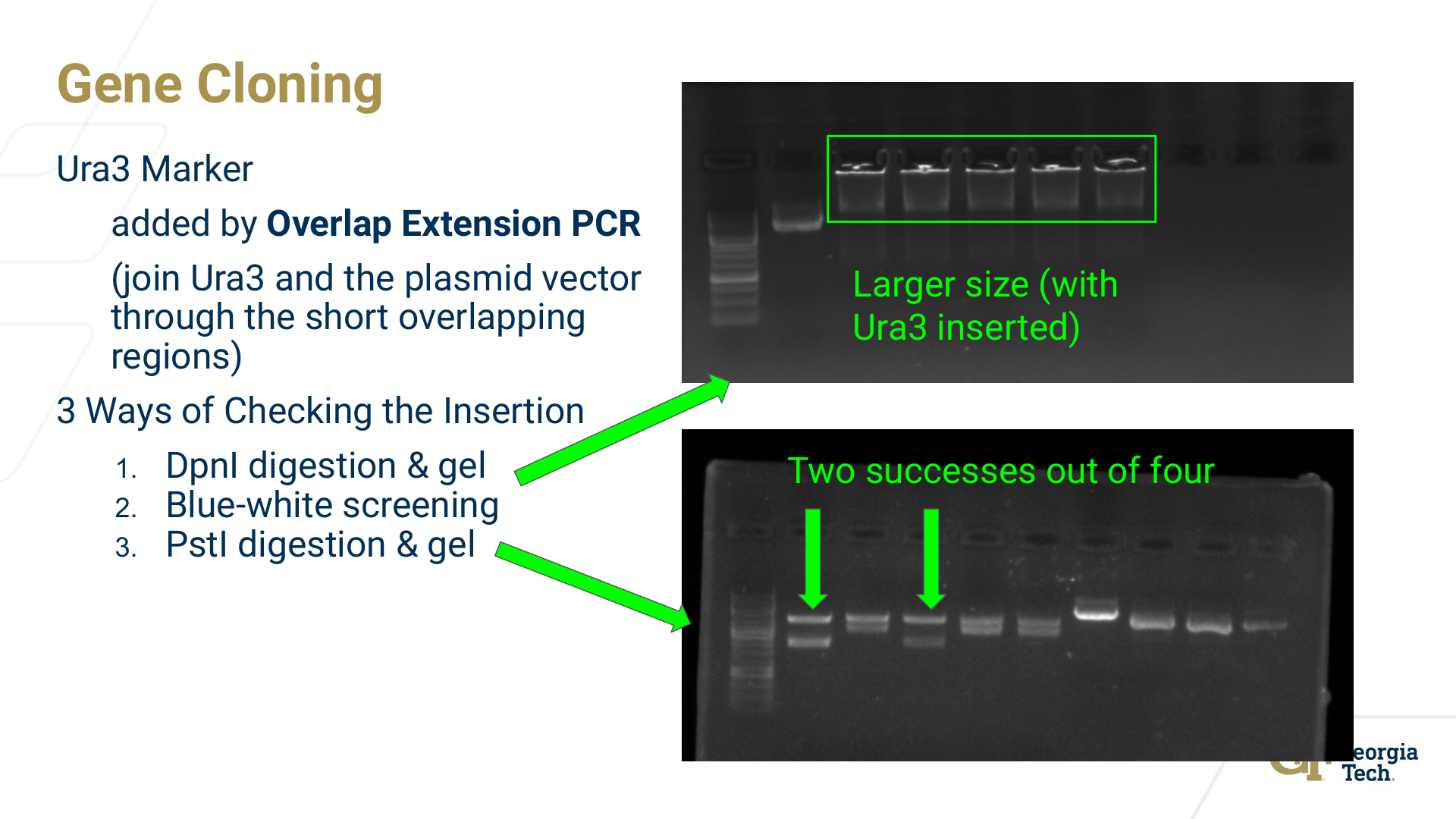 Gels and lane annotations for URA3 insertion and restriction-digest checks