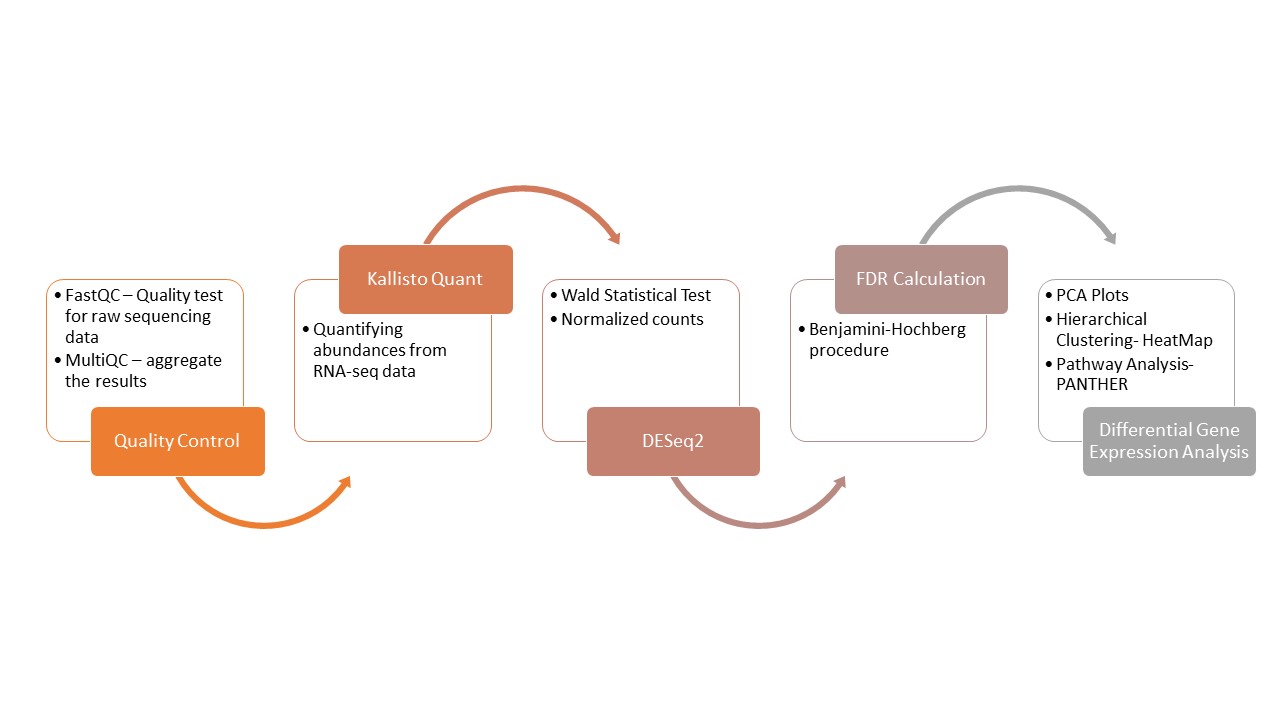 RNA-seq workflow: QC, Kallisto, DESeq2, FDR, visualization, and pathway analysis