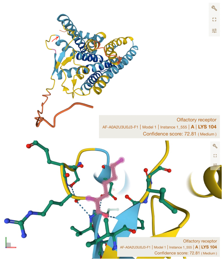 OR4F5 wild-type structure and local Lys104 environment in an AlphaFold model
