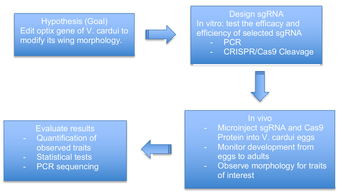 CRISPR experimental design: sgRNA, in vitro testing, microinjection, and phenotype assessment